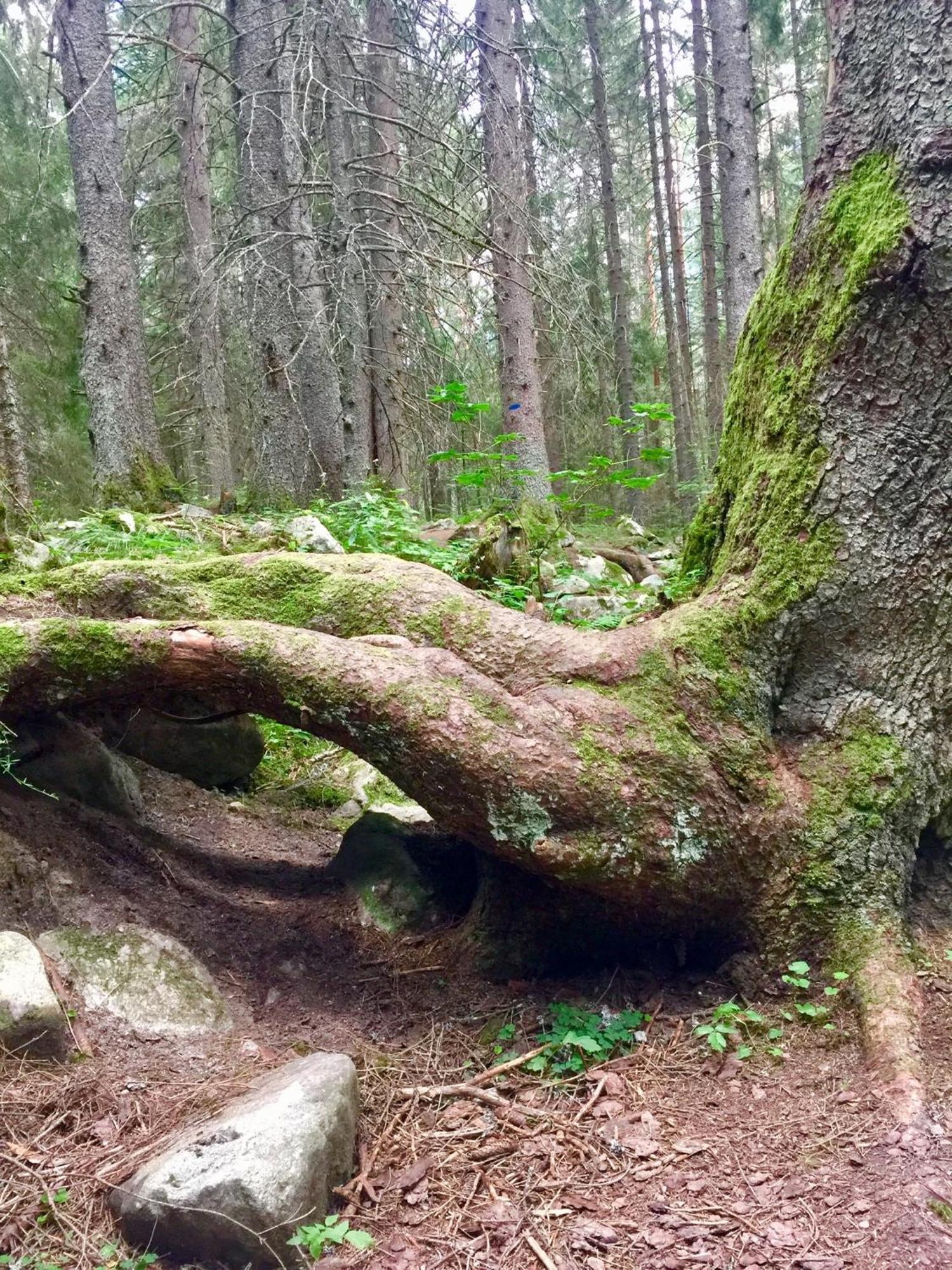Niya Guest House Beli Iskar Zewnętrze zdjęcie